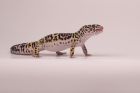 Leopard Gecko