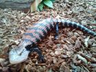 BLUE TONGUE SKINK-MR. SKINK