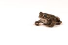 Natterjack Toad