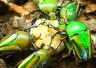 AFRICAN FRUIT BEETLES