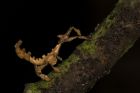 Baby Giant Prickly Stick Insect