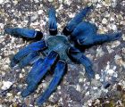 SINGAPORE BLUE TARANTULA