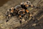 Mexican Red Knee Tarantula