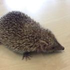 Lesser Hedgehog Tenrec