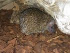 Lesser Hedgehog Tenrec