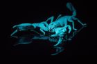 Forest Scorpion under UV light!