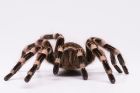 Giant White Knee Tarantula