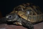 Lulu, the tortoise